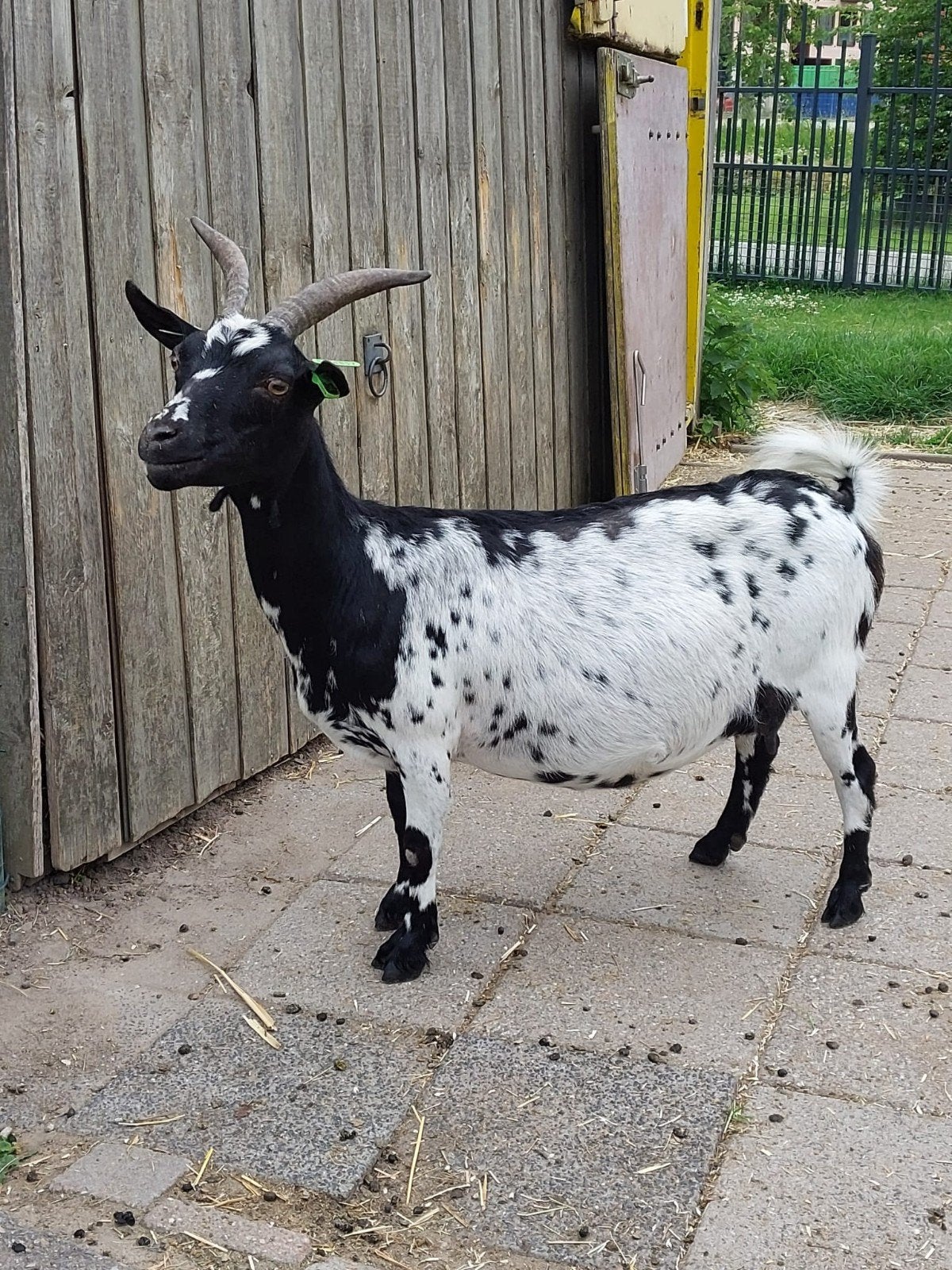 Lieve Dwerggeit, Dieren en Toebehoren, Vrouwelijk, Geit, 6 jaar of ouder