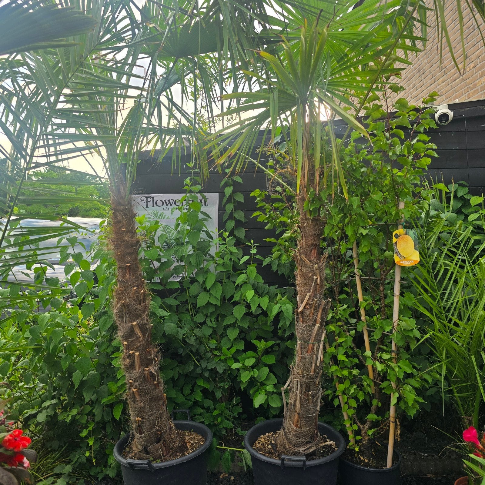 2 trachycarpus fortunei palmbomen, 100 tot 250 cm, Zomer, Palmboom, Ophalen
