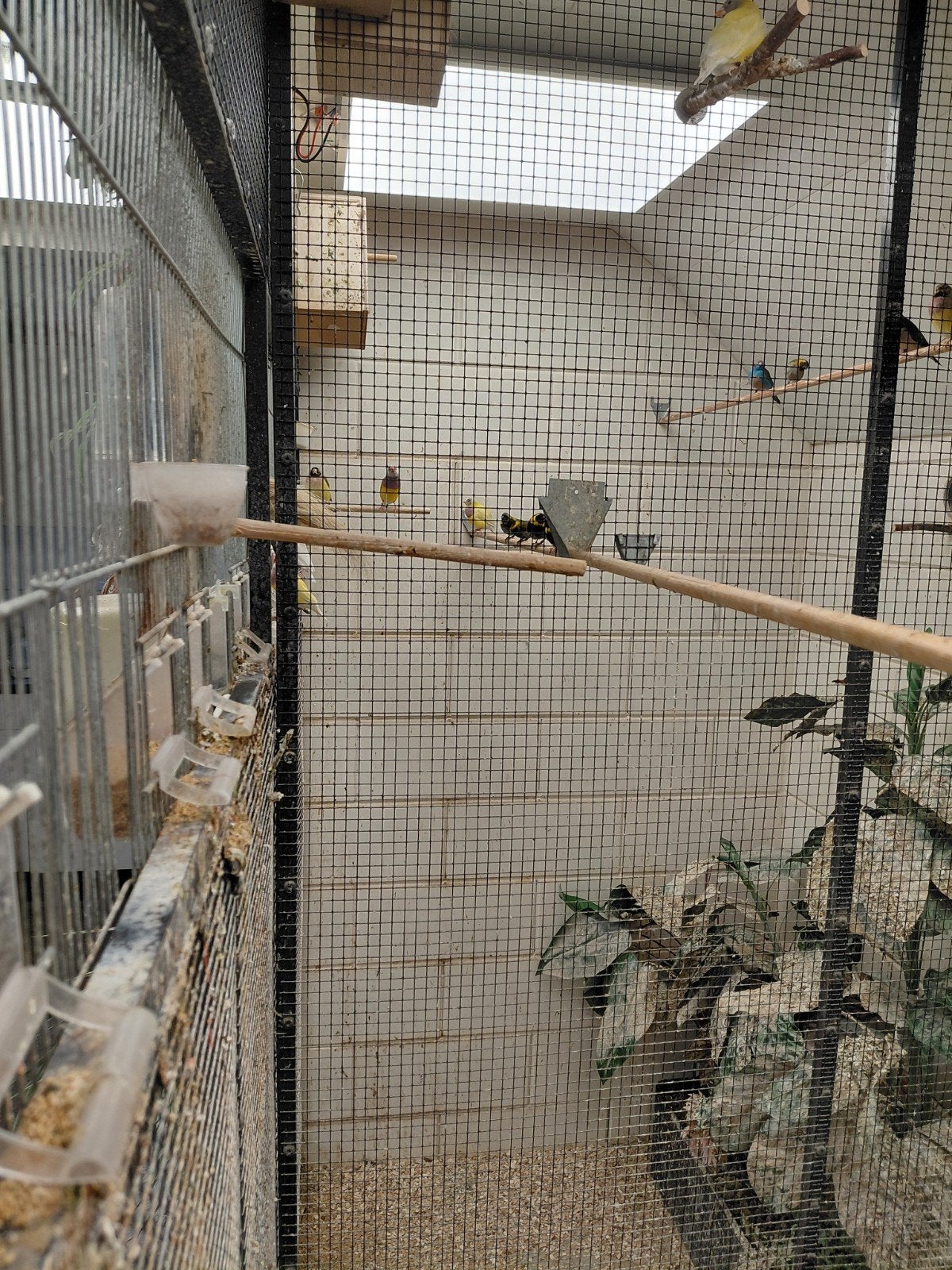 Kleine cuba vinken te koop, Dieren en Toebehoren, Vogels | Overige Vogels, Meerdere dieren, Tropenvogel