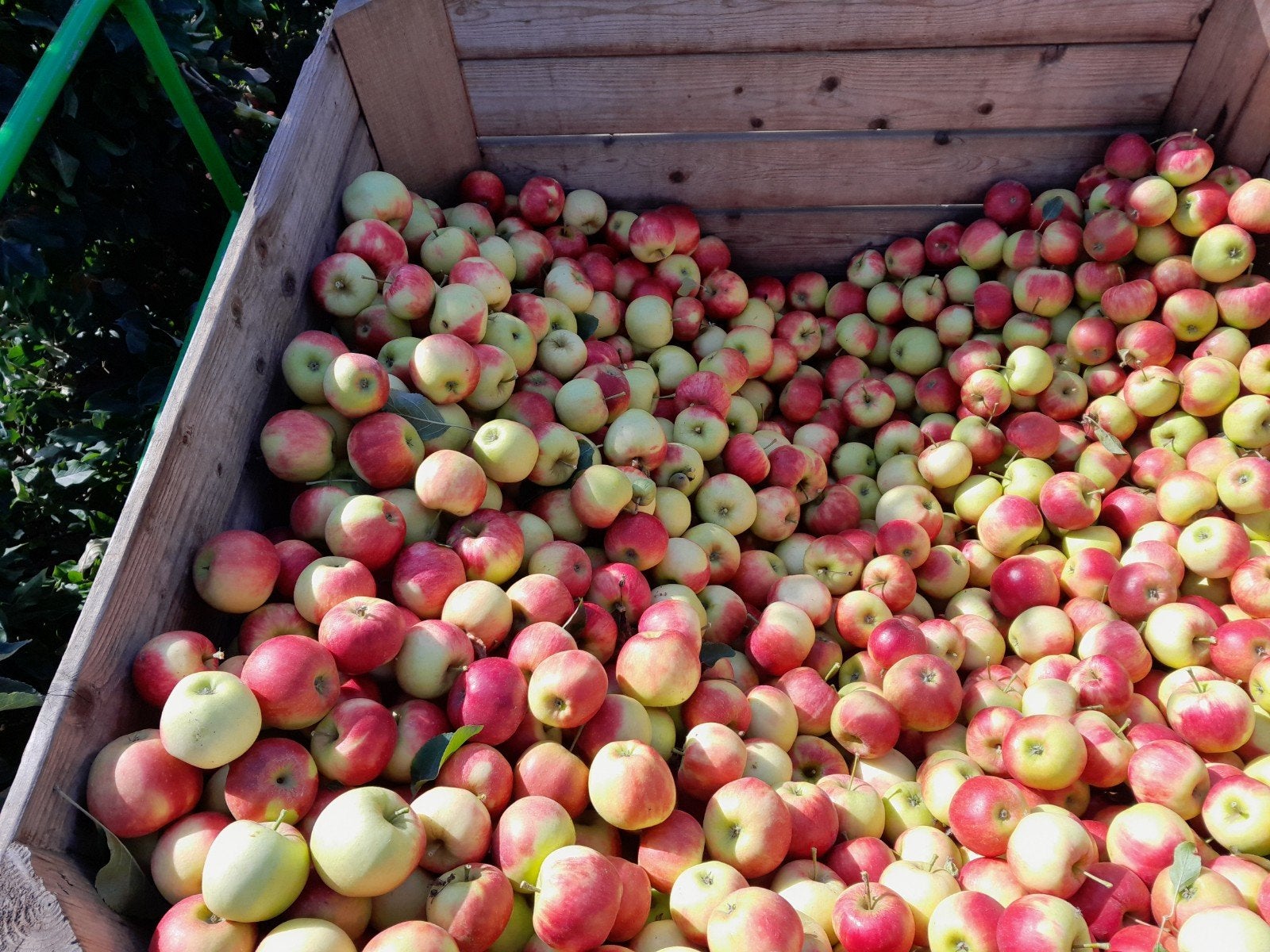 cider appels, Ophalen