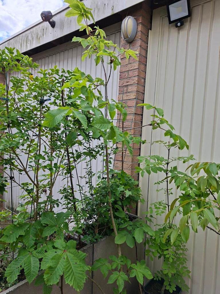Kastanje boom, Tuin en Terras, Planten | Bomen, Ophalen, Volle zon, Overige soorten, Minder dan 100 cm