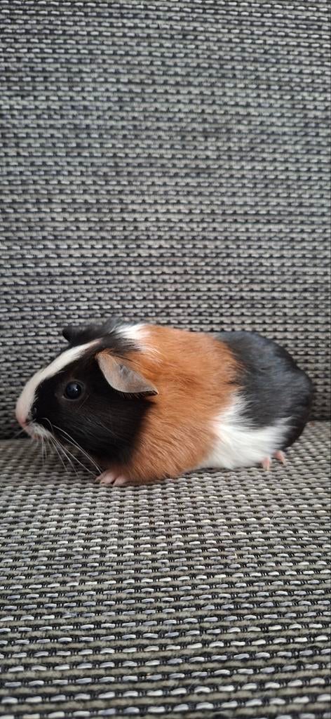 Jonge cavias, Cavia, April, Meerdere dieren, Tam