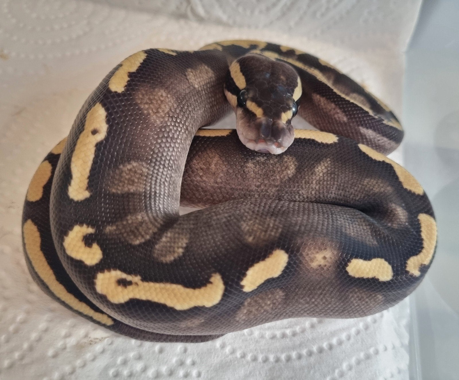 0.1 ghi mojave 66% het clown koningspython Ball Python photo 3