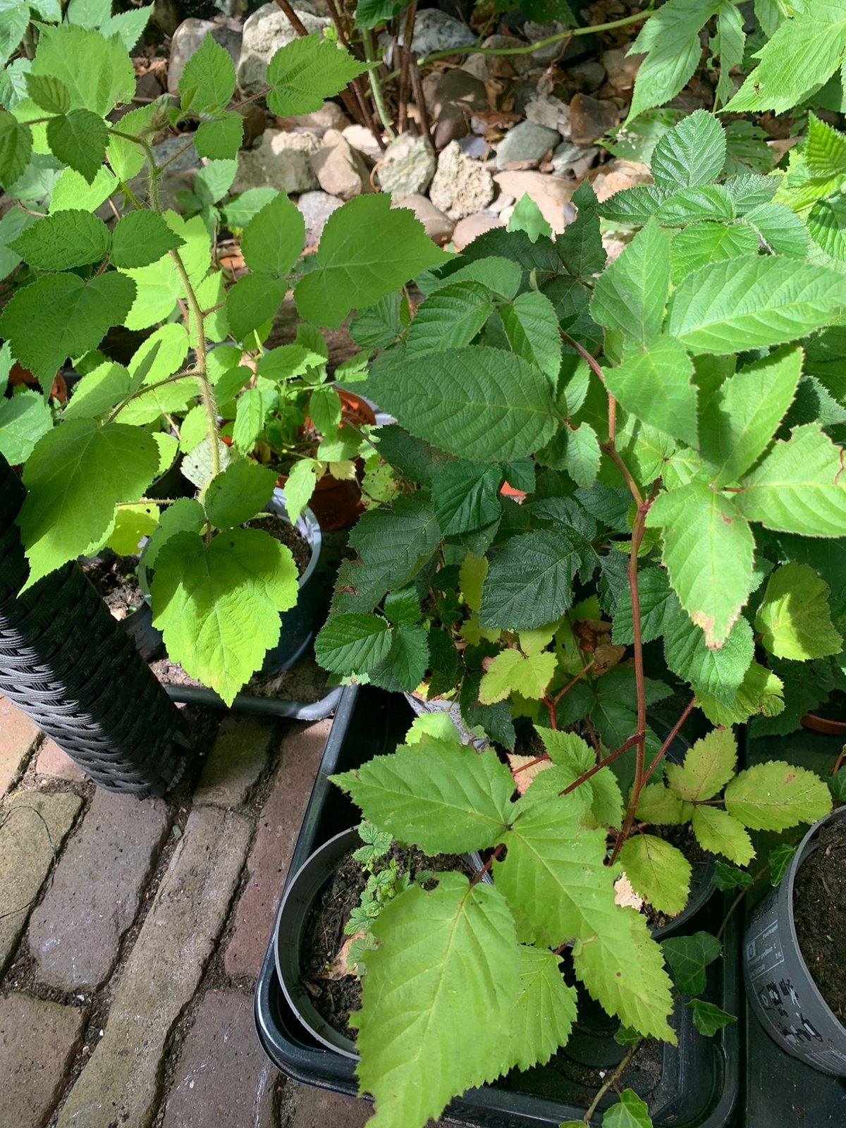 Doornlozen bramen en frambose plantjes, Ophalen, Eenjarig, Groenteplanten, Volle zon