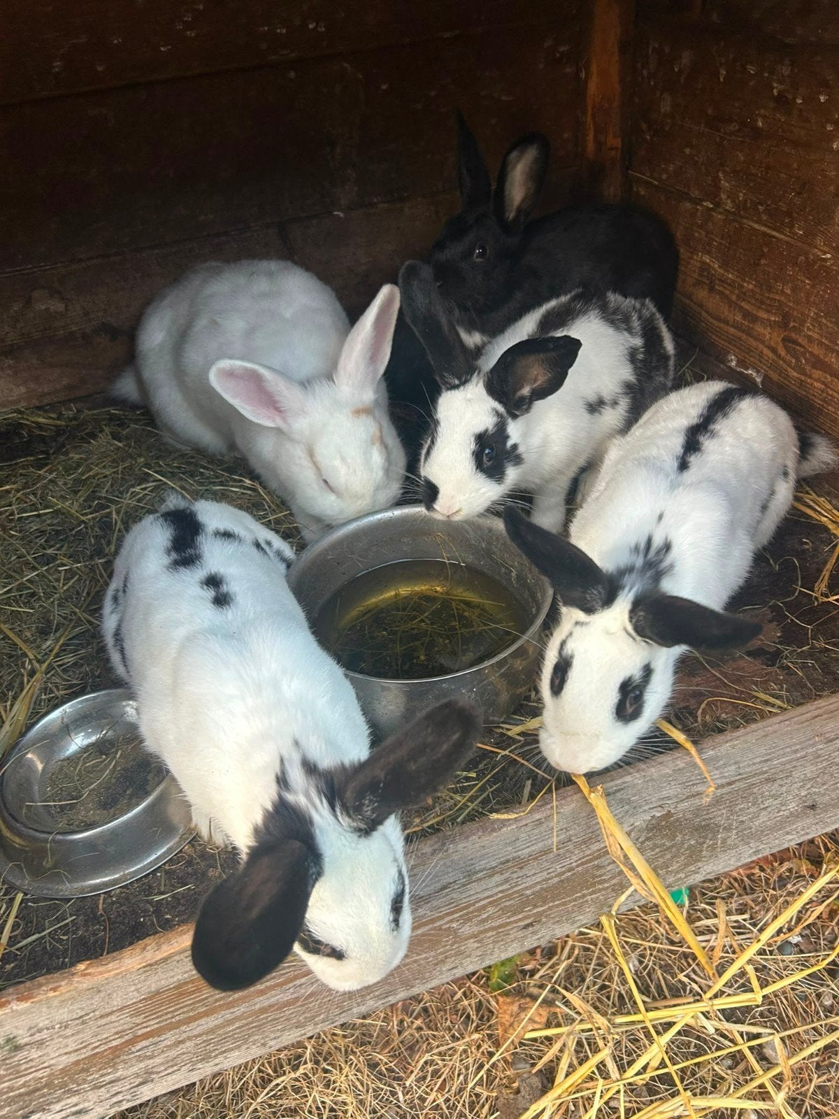 8 Vrouwtjes konijnen., Vrouwelijk