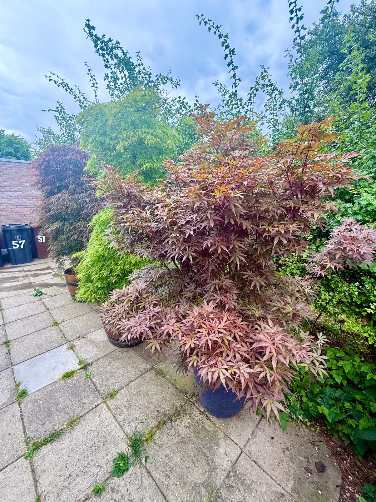 palmatum Skeeters Broom japanse esdoorn, Bloeit niet, Halfschaduw, 100 tot 250 cm, Overige soorten