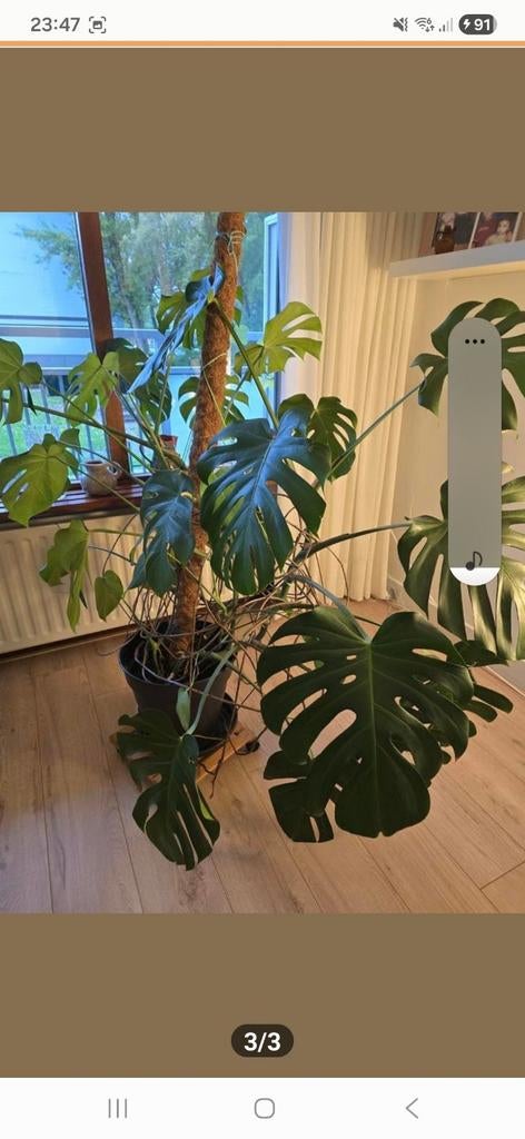 Groot Monstera Deliciosa, Huis en Inrichting, Kamerplanten, Ophalen of Verzenden