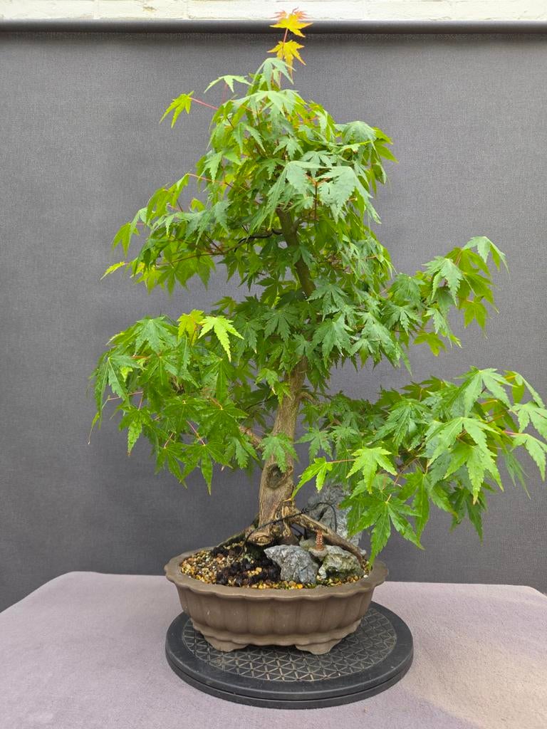 Pre Bonsai Acer palmatum 'Orange Dream', Ophalen of Verzenden, Overige soorten, Halfschaduw