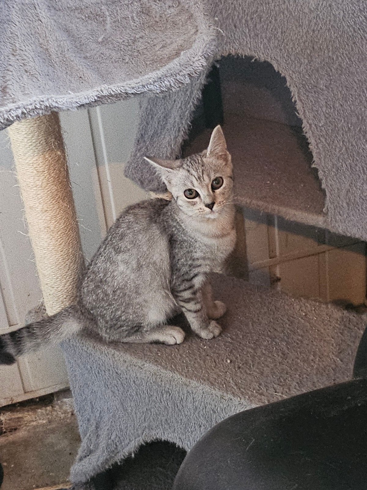 Twee lieve zusjes zoeken een warm en liefdevol thuis 

Met, Poes, Ontwormd, 0 tot 2 jaar