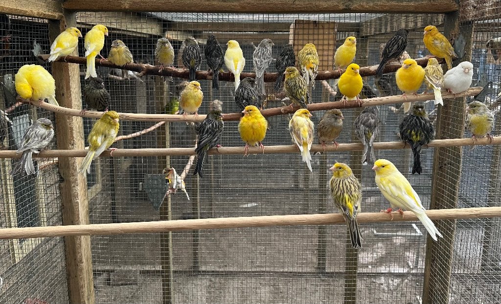 Kanaries koppels verschillende kleuren, Meerdere dieren, Kleurkanarie