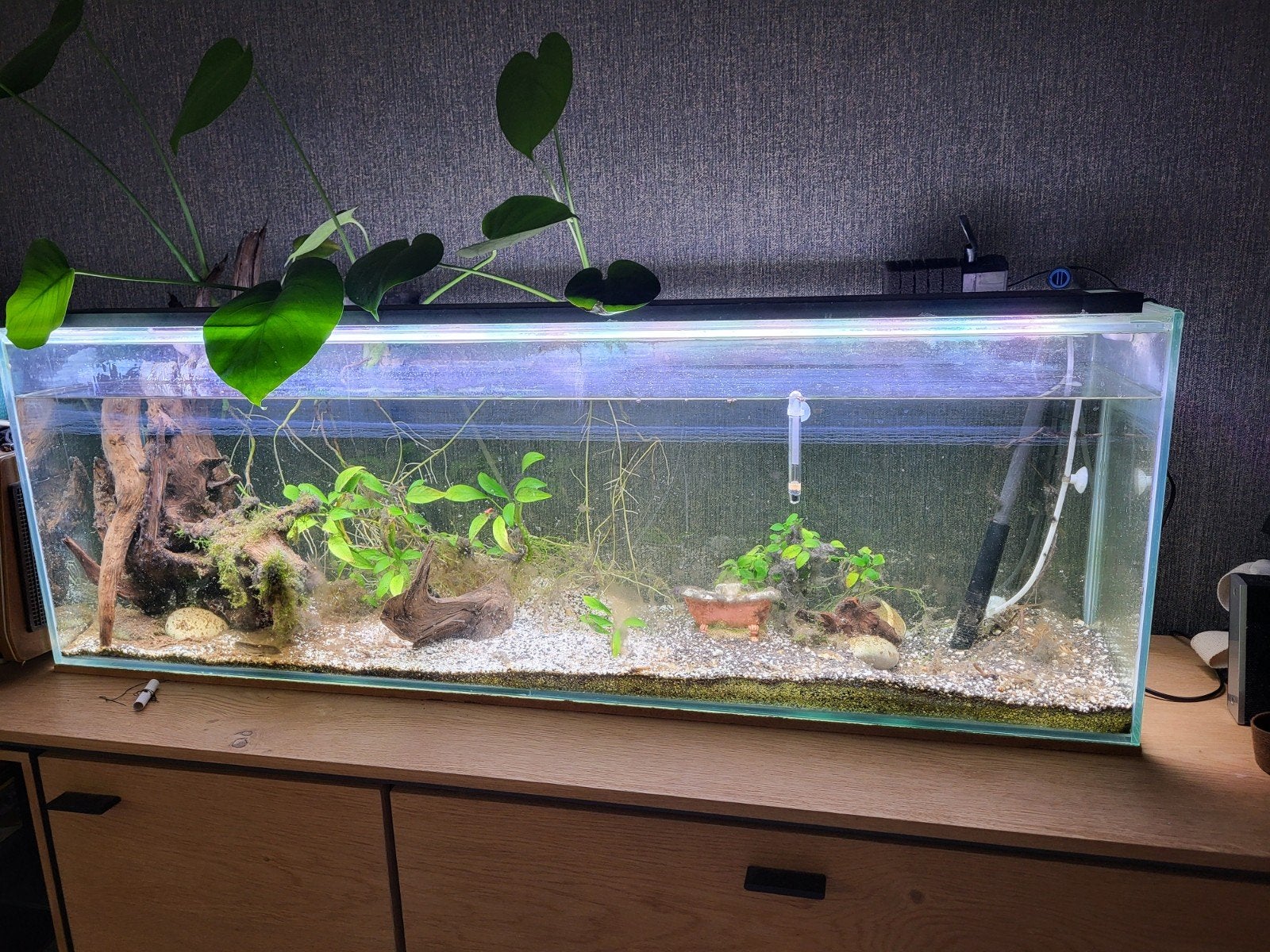 Aquarium, Dieren en Toebehoren, Vissen | Aquaria en Toebehoren, Ophalen, Inclusief slangen, Gebruikt, Gevuld zoetwateraquarium