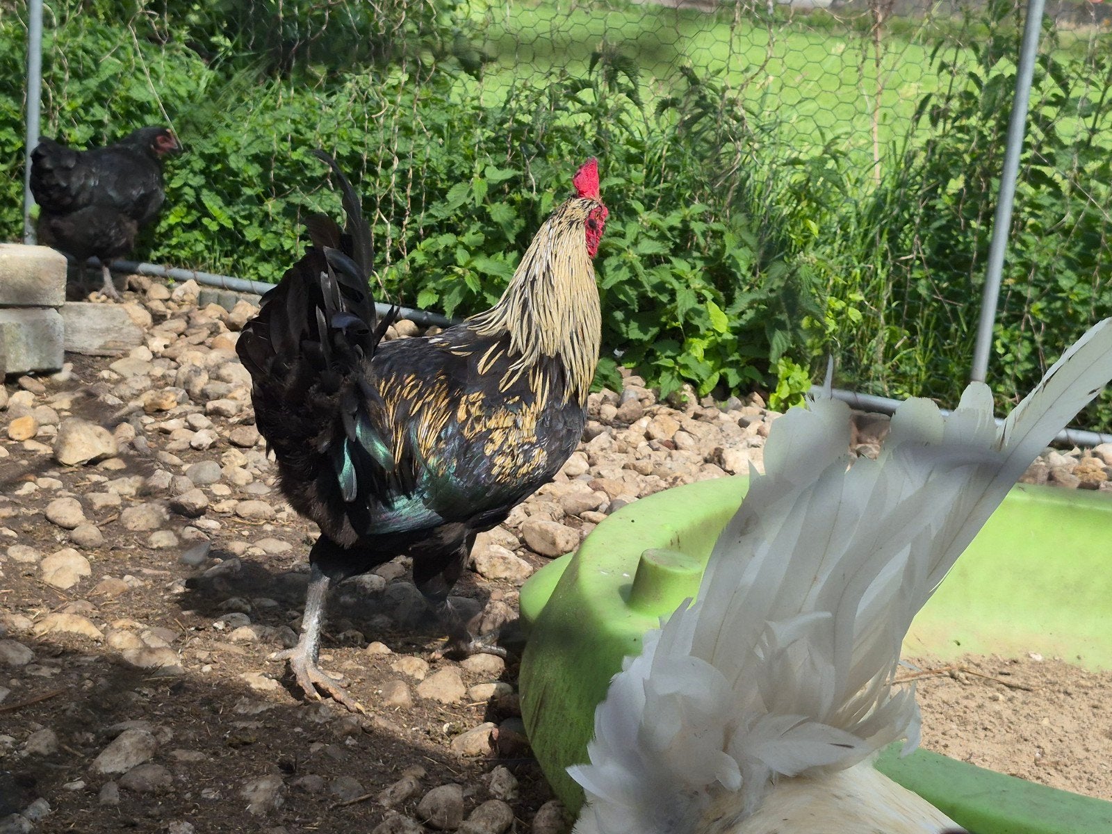 Marans of Groenlegger haan, Mannelijk, Kip