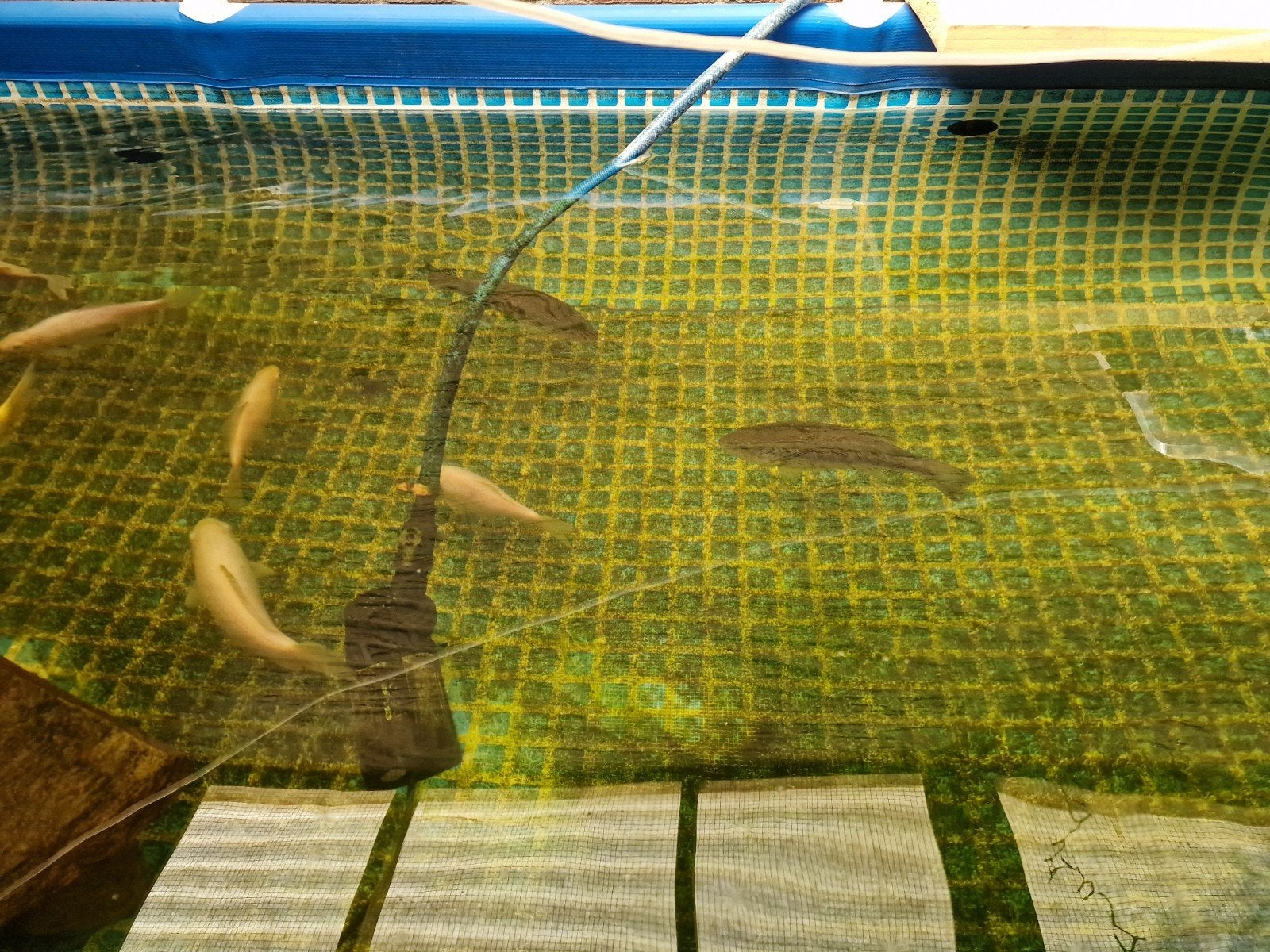 largemouth bass forelbaars 30cm + tam, Baars of Goudwinde