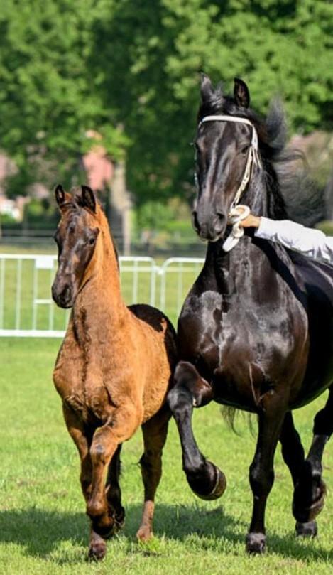 Kleinschalige opfok aangeboden, Dieren en Toebehoren, Stalling en Weidegang, Opfok