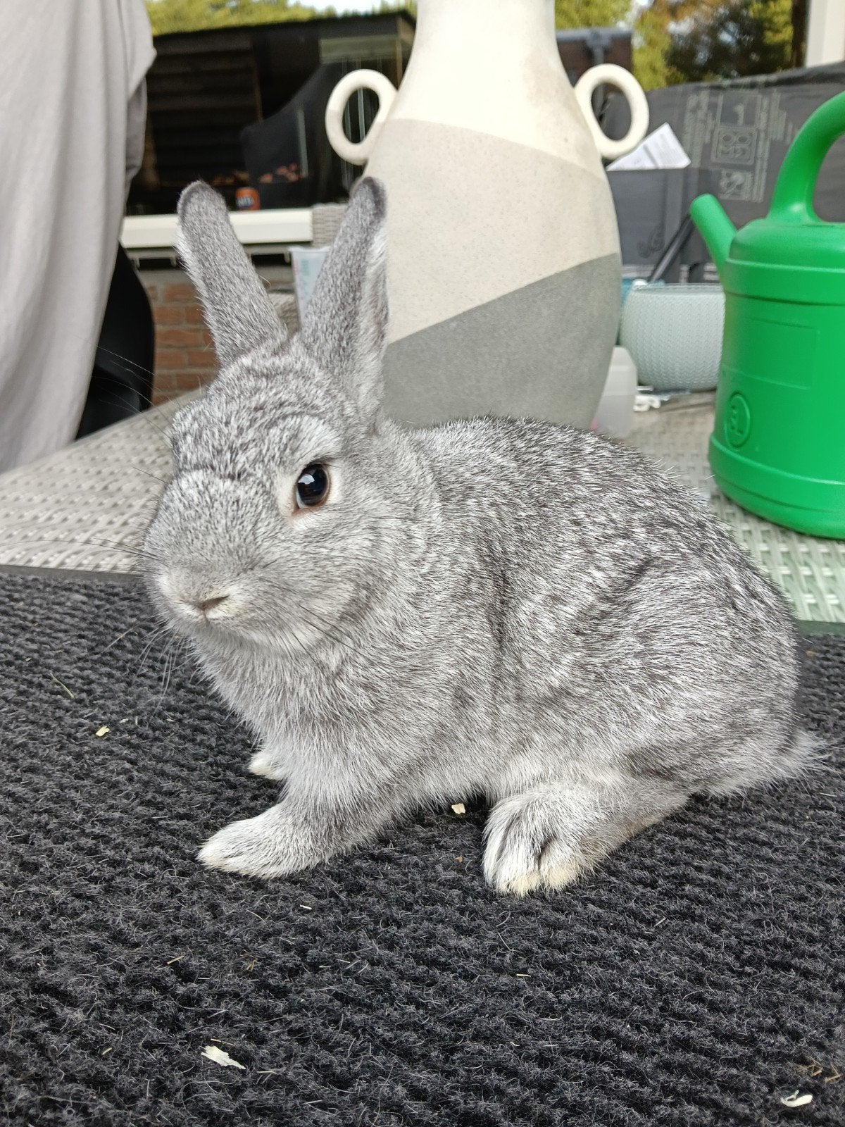 Rasecht chinchilla kleurdwerg Ram, Dieren en Toebehoren, Mannelijk, Dwerg