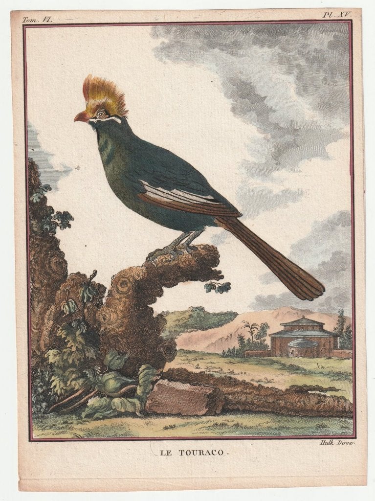 Le touraco / toerako oude ingekleurde gravure ca. 1780, Verzenden, Handgekleurd, Gravure, Flora en Fauna