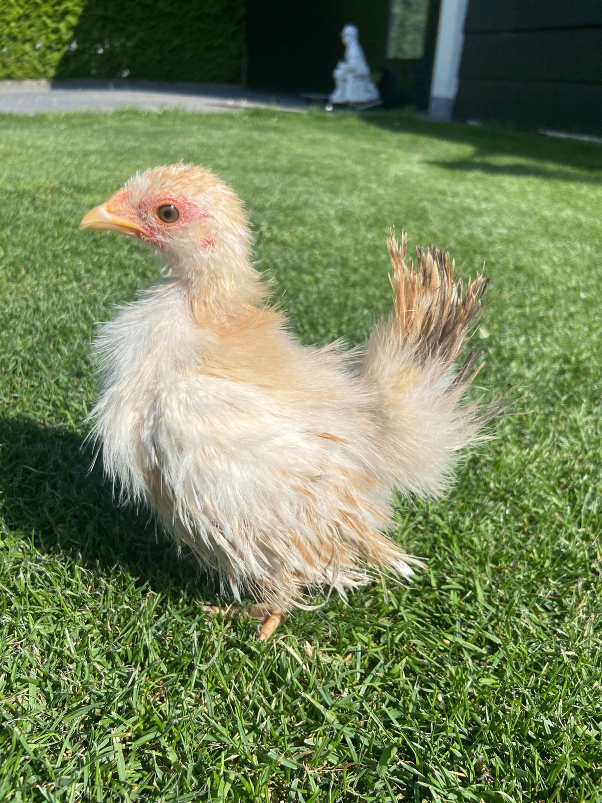 Jonge serama hen 8 weken oud 160 gram, Dieren en Toebehoren, Vrouwelijk, Kip