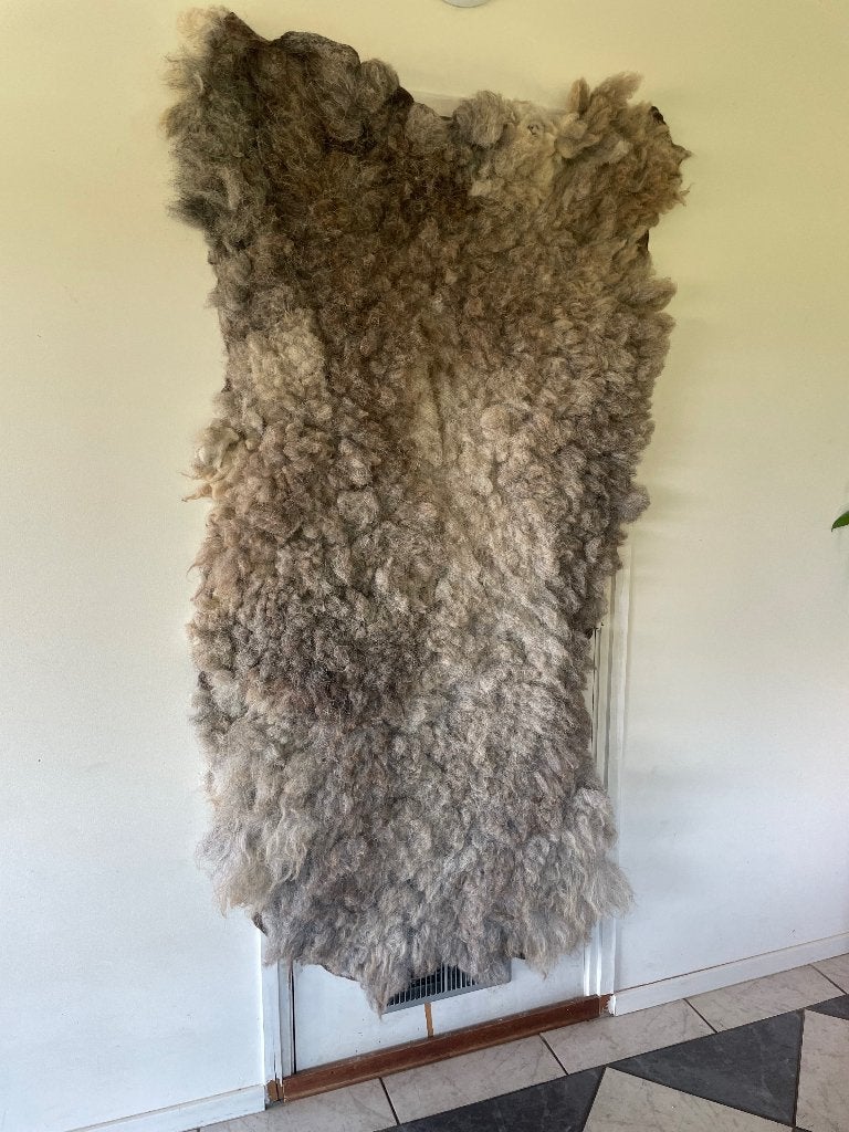 Prachtige Herdwick vachten, ideaal om z’n geheel te vilten, Hobby en Vrije tijd, Ophalen of Verzenden, Nieuw, Overige typen