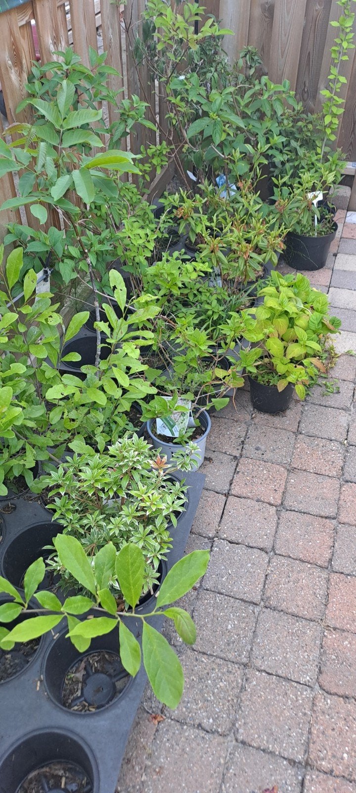 WEGENS STOPPEN TUINPLANTEN RESTANT €200,00, Ophalen of Verzenden, Overige soorten, Volle zon
