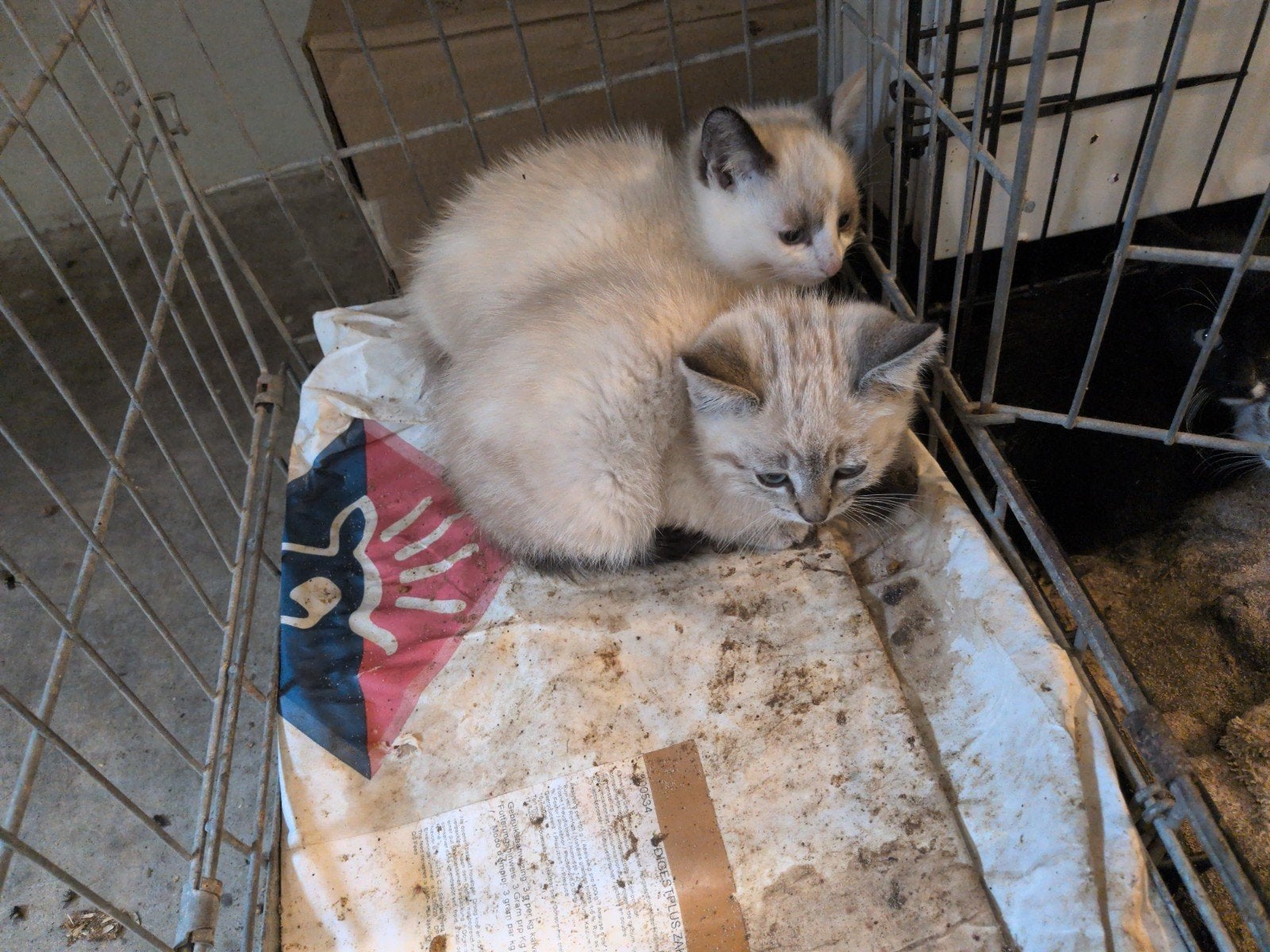 boerderij poesjes, Dieren en Toebehoren, Poes