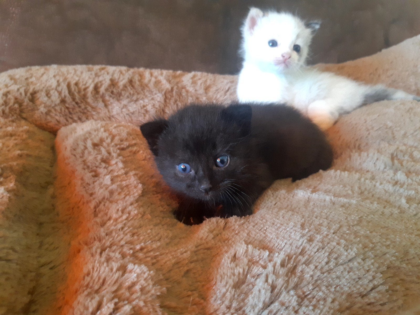 Te koop kittens, Meerdere dieren, Kortharig, 0 tot 2 jaar