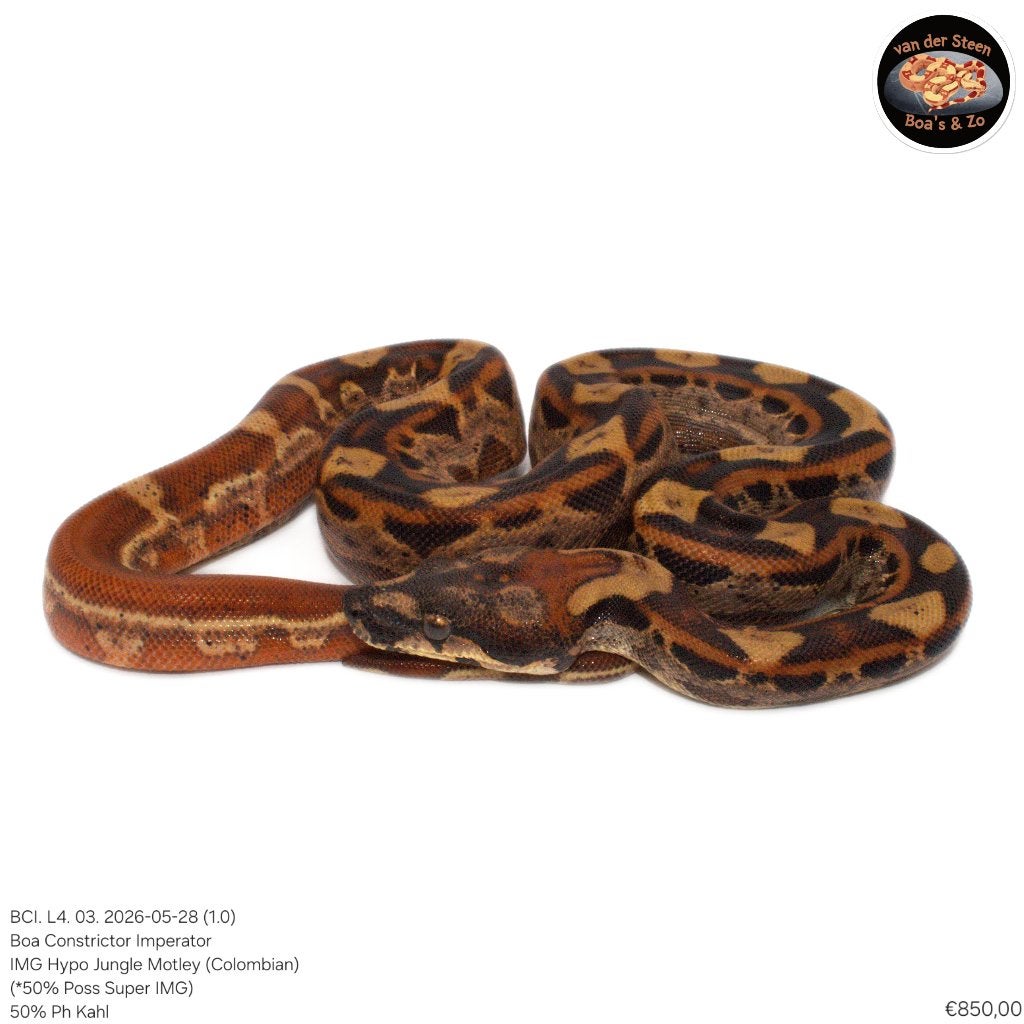Boa Constrictor Imperator Litter 04 2026 Boa Constrictor photo 3
