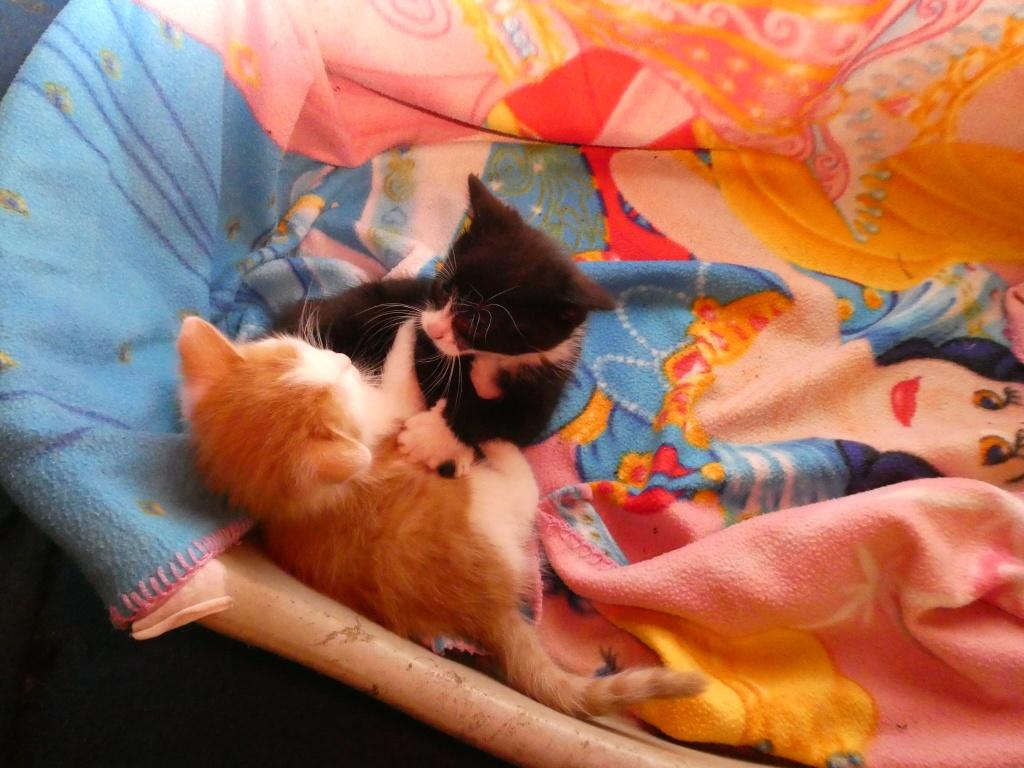 Boerderij kittens zoeken boerderij, Dieren en Toebehoren, Katten en Kittens | Overige Katten, Meerdere dieren, Kortharig, 0 tot 2 jaar