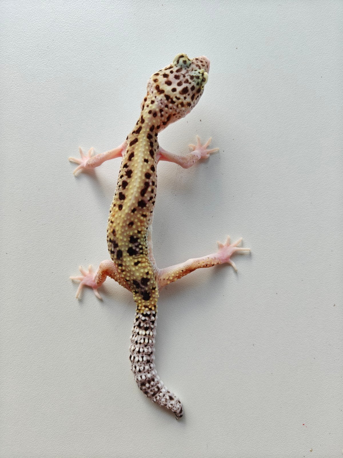Lichtgele luipaardgekko met prachtige kleuren Leopard Gecko photo 5