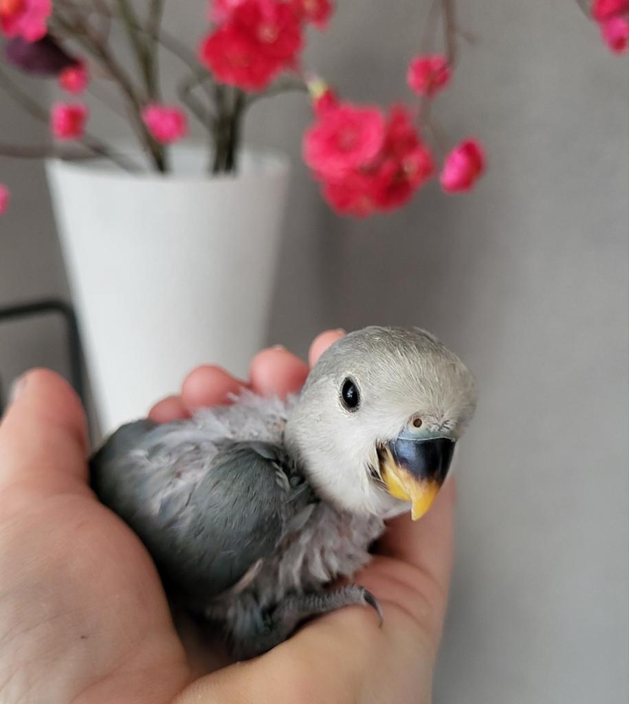Lieve jonge tamme agapornis roseicollis, Dieren en Toebehoren, Vogels | Parkieten en Papegaaien, Geslacht onbekend, Dwergpapegaai of Agapornis