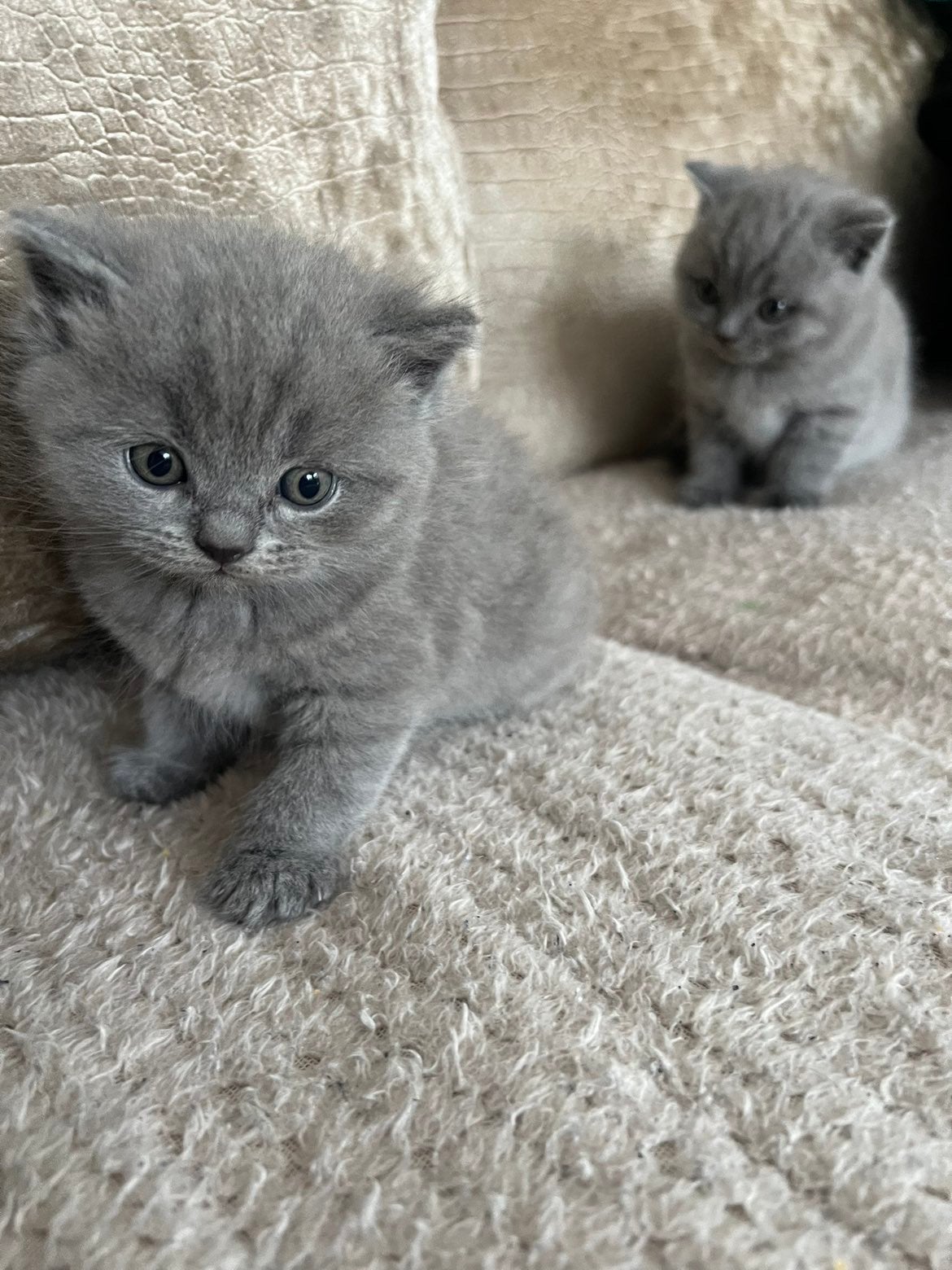 Brits korthaar, Dieren en Toebehoren, Katten en Kittens | Raskatten | Korthaar, Poes, Ontwormd
