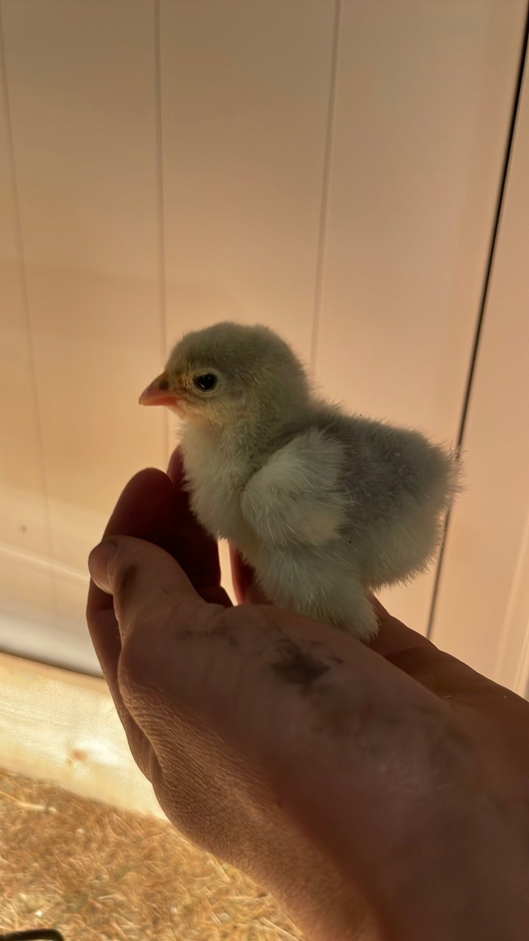 Mooi brahma hennetjes kuikens, Dieren en Toebehoren, Pluimvee, Vrouwelijk, Kip