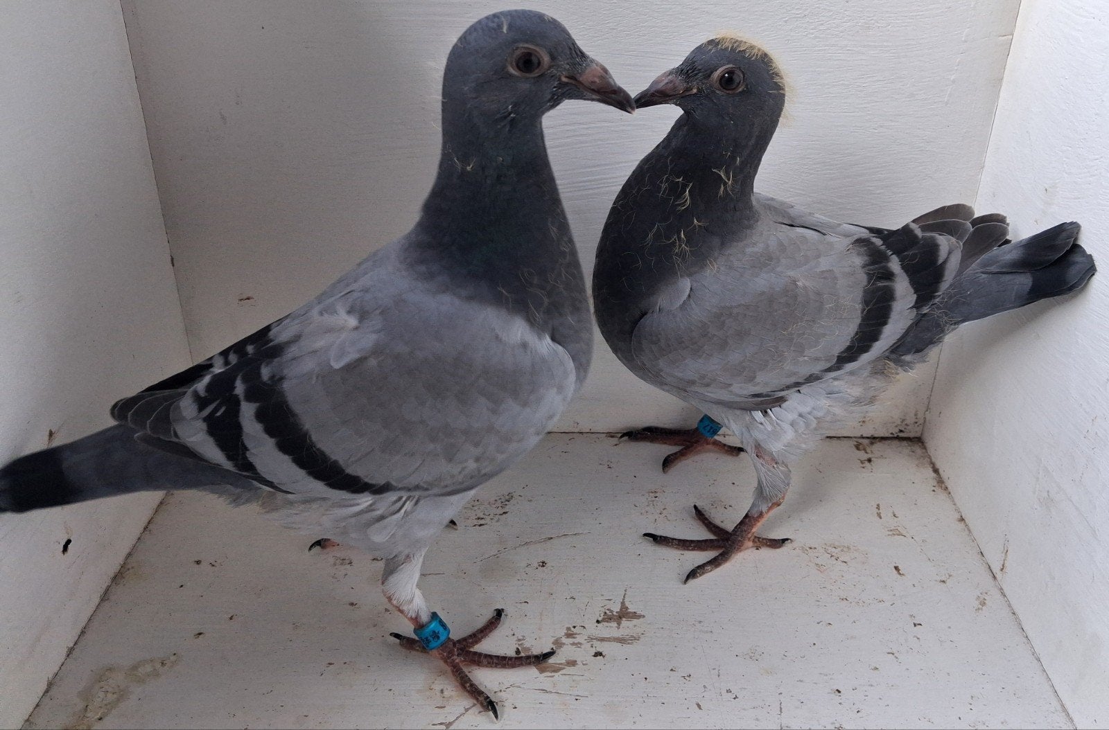 Postduiven jonge duiven piepers, Dieren en Toebehoren, Vogels | Duiven
