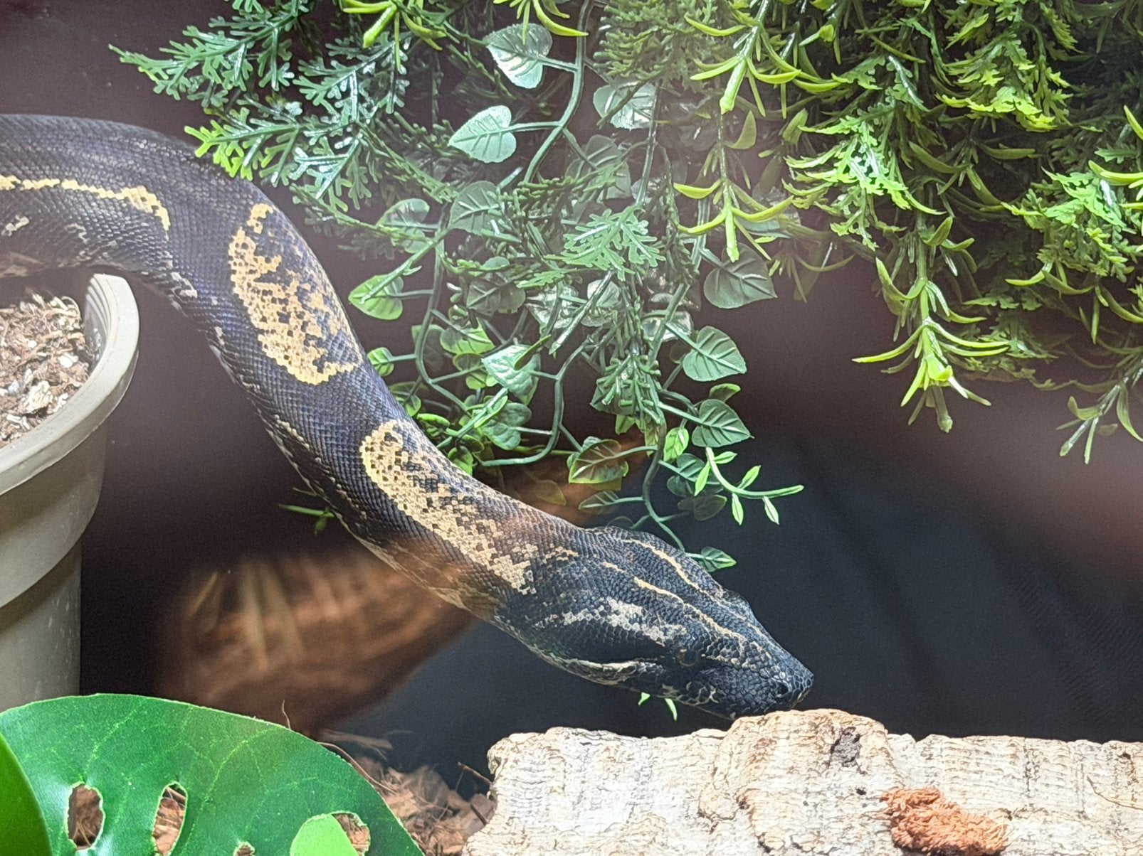 IMG Jungle Boa Imperator 1.0 CB 2024, Dieren en Toebehoren, Slang, 0 tot 2 jaar