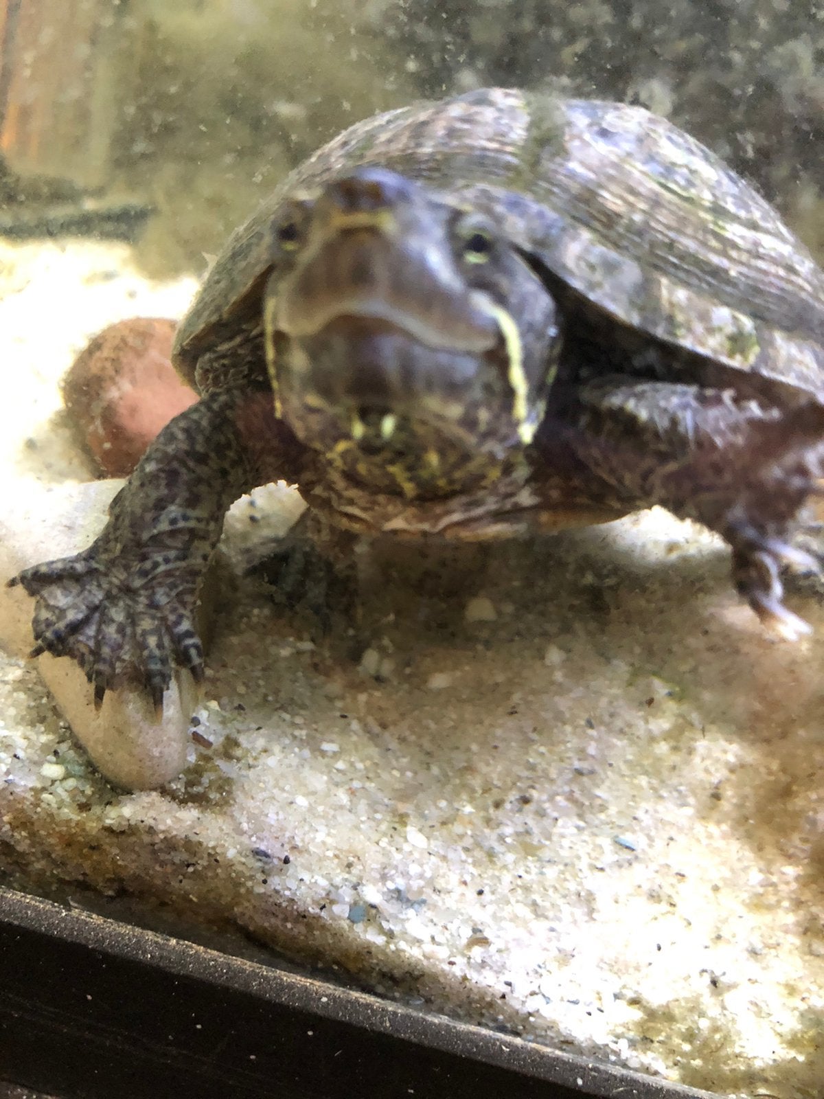 Muskus schildpad +/- 8 cm en +/- 17 jaar oud, Dieren en Toebehoren, Reptielen en Amfibieën, Schildpad, 11 jaar of ouder