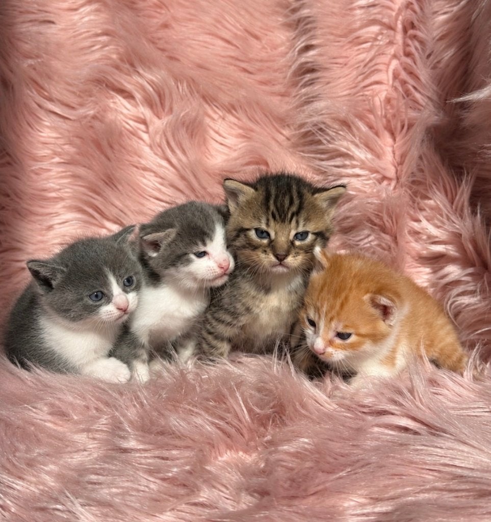 Lieve schattige kittens te koop, Dieren en Toebehoren, Meerdere dieren, 0 tot 2 jaar