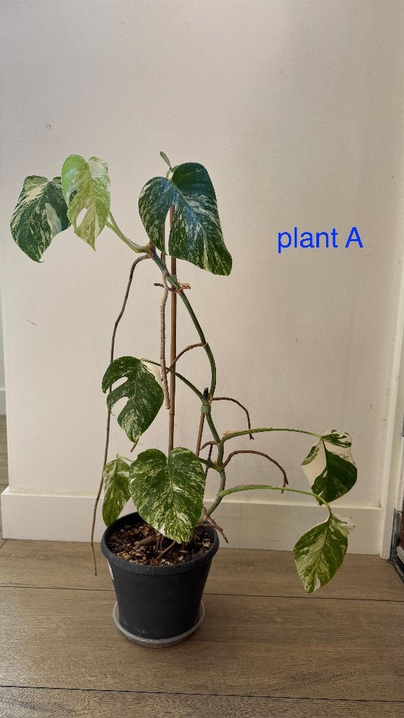 Monstera Variegata kamerplanten, Ophalen, Halfschaduw, Minder dan 100 cm