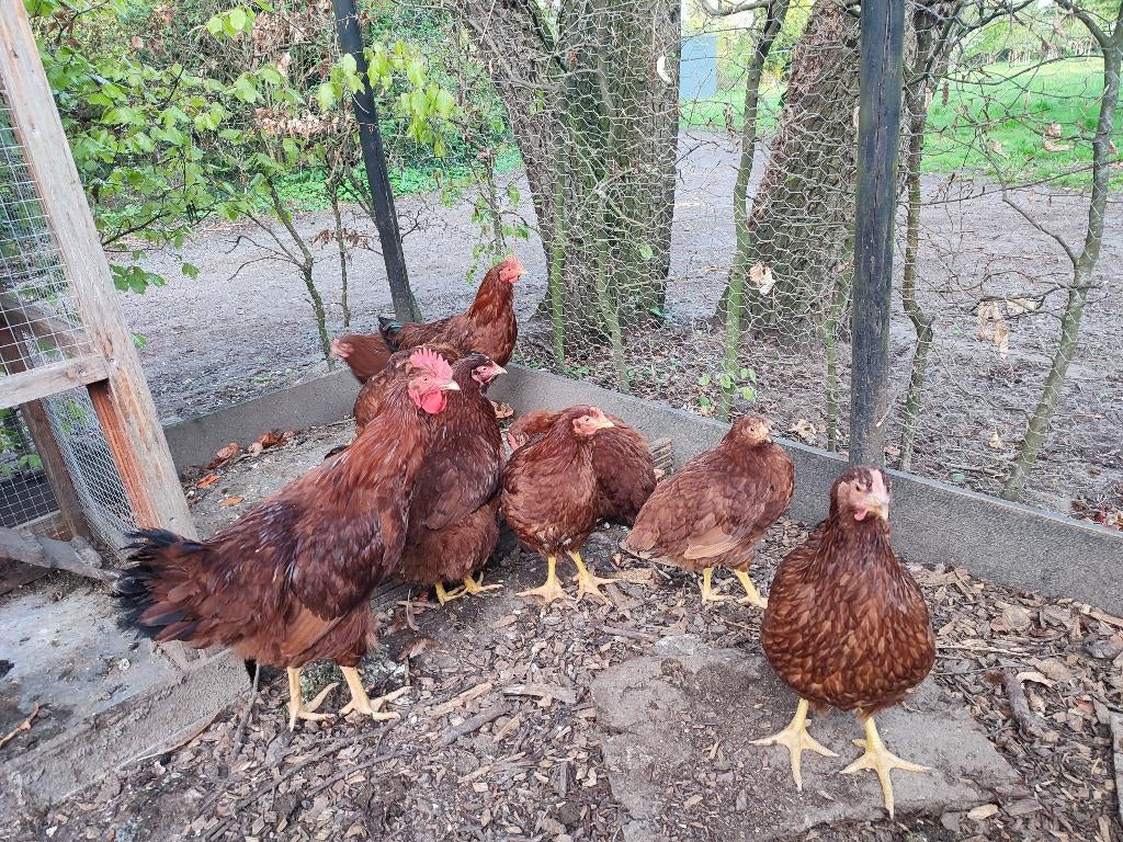 Rhode Island red haan - groot ras, Dieren en Toebehoren, Pluimvee, Mannelijk, Kip