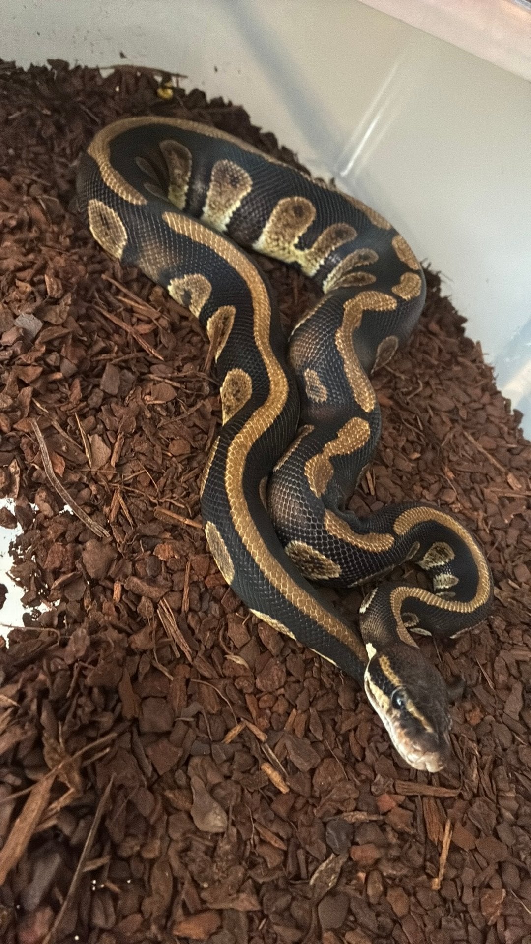 Ball python regius