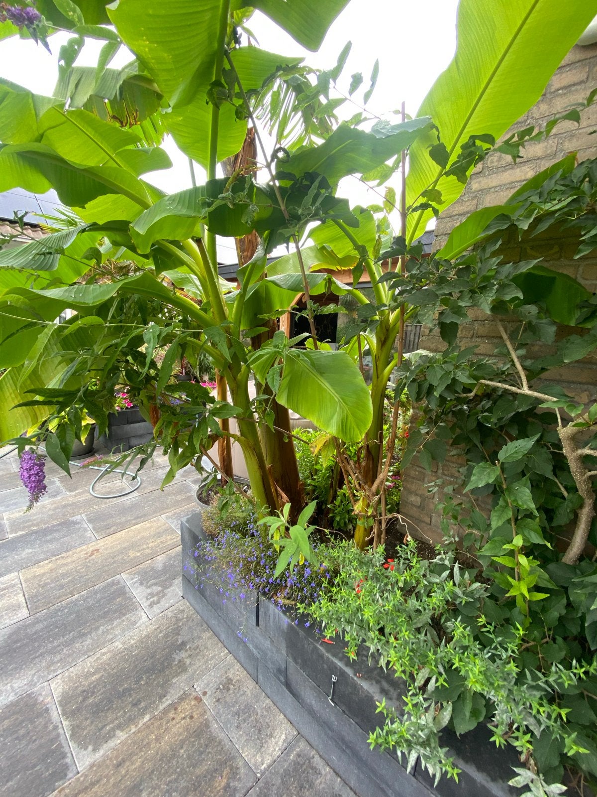 Bananen planten, Overige soorten, 100 tot 250 cm, Zomer, Ophalen
