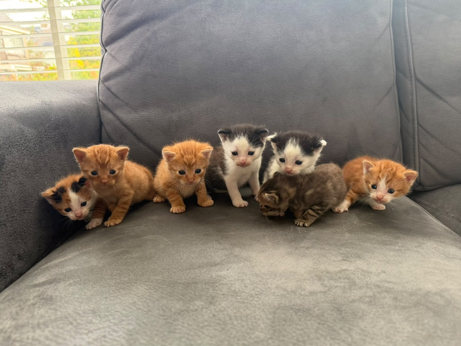 Super lieve kittens schildpad x europese korthaar gekruisd, Meerdere dieren, Ontwormd, 0 tot 2 jaar