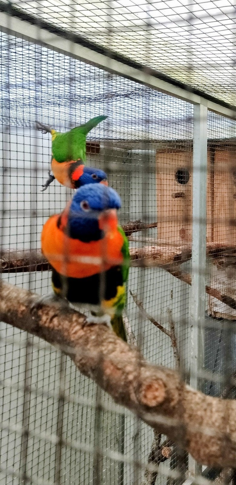 Roodnek lori, Dieren en Toebehoren, Vrouwelijk, Papegaai, Geringd