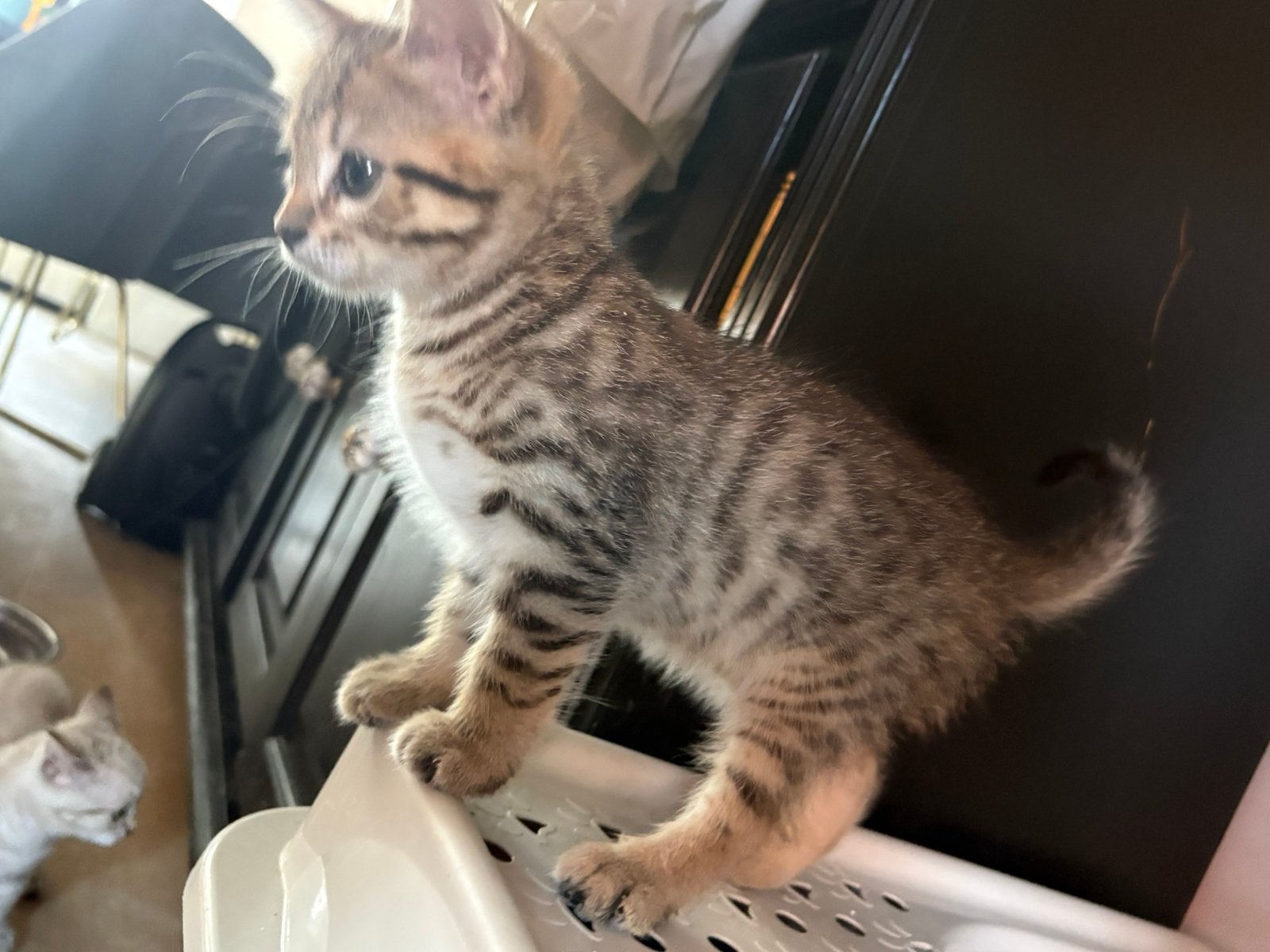 Siberische / britse korthaar kittens., Meerdere dieren, Ontwormd, 0 tot 2 jaar