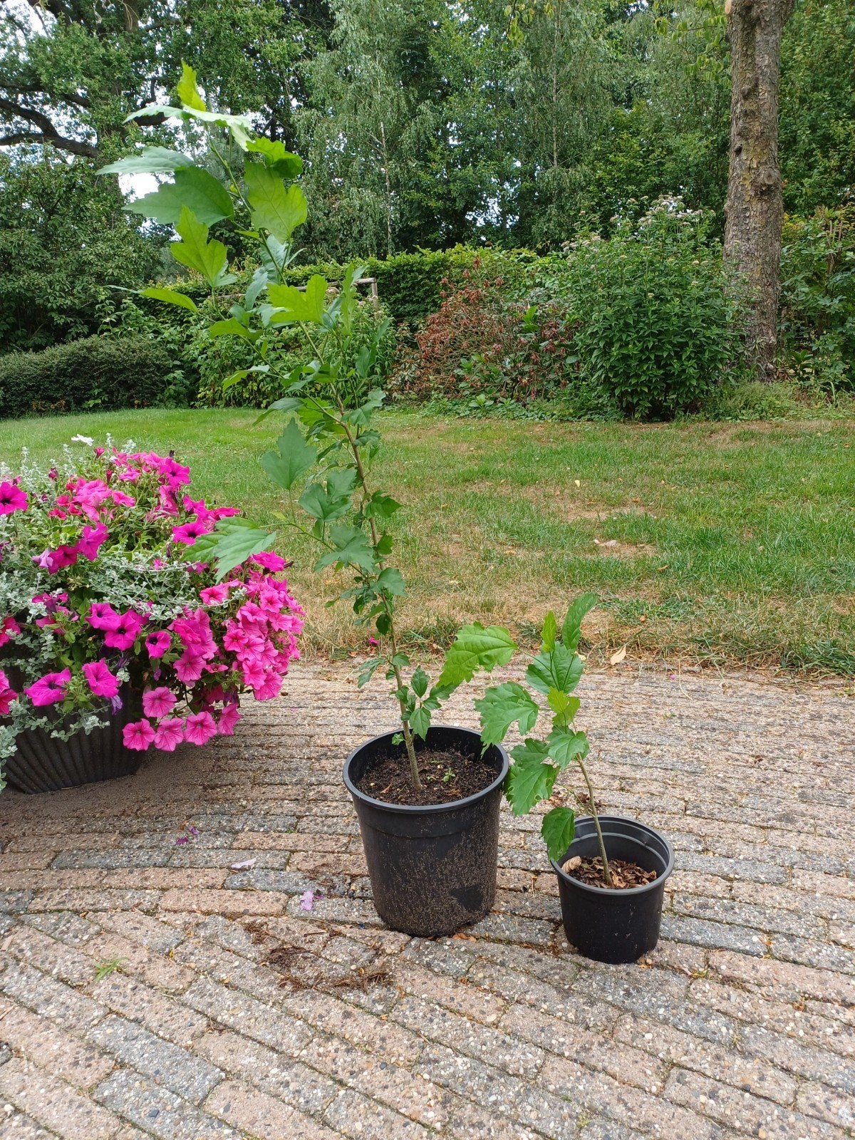 Hibiscus, Ophalen, Overige soorten, Halfschaduw
