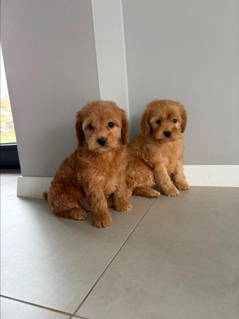 Cockapoo pups nieuw nestje, 15 weken tot 1 jaar, Buitenland, Parvo, Meerdere