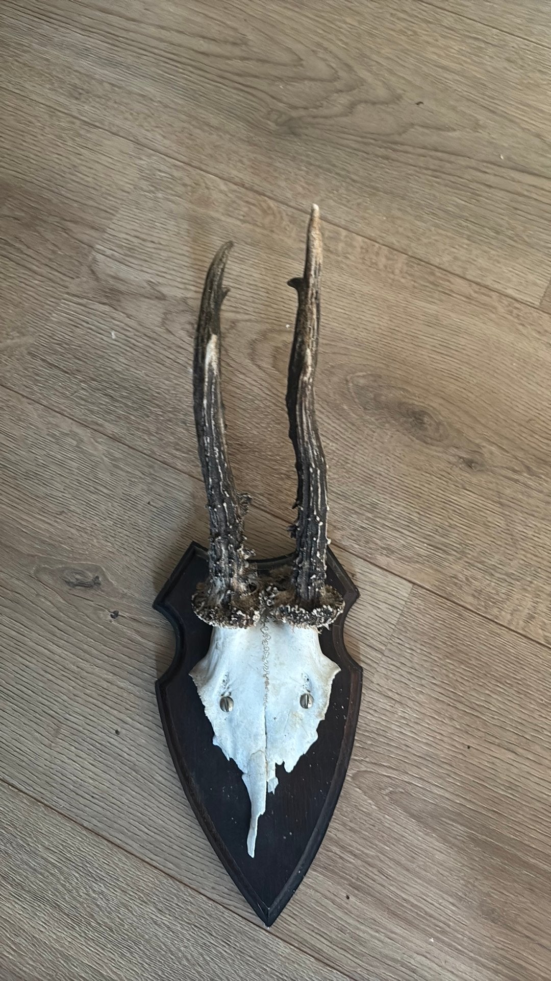 Opgezette reeënkop, Verzamelen, Ophalen, Zo goed als nieuw, Vogel, Opgezet dier