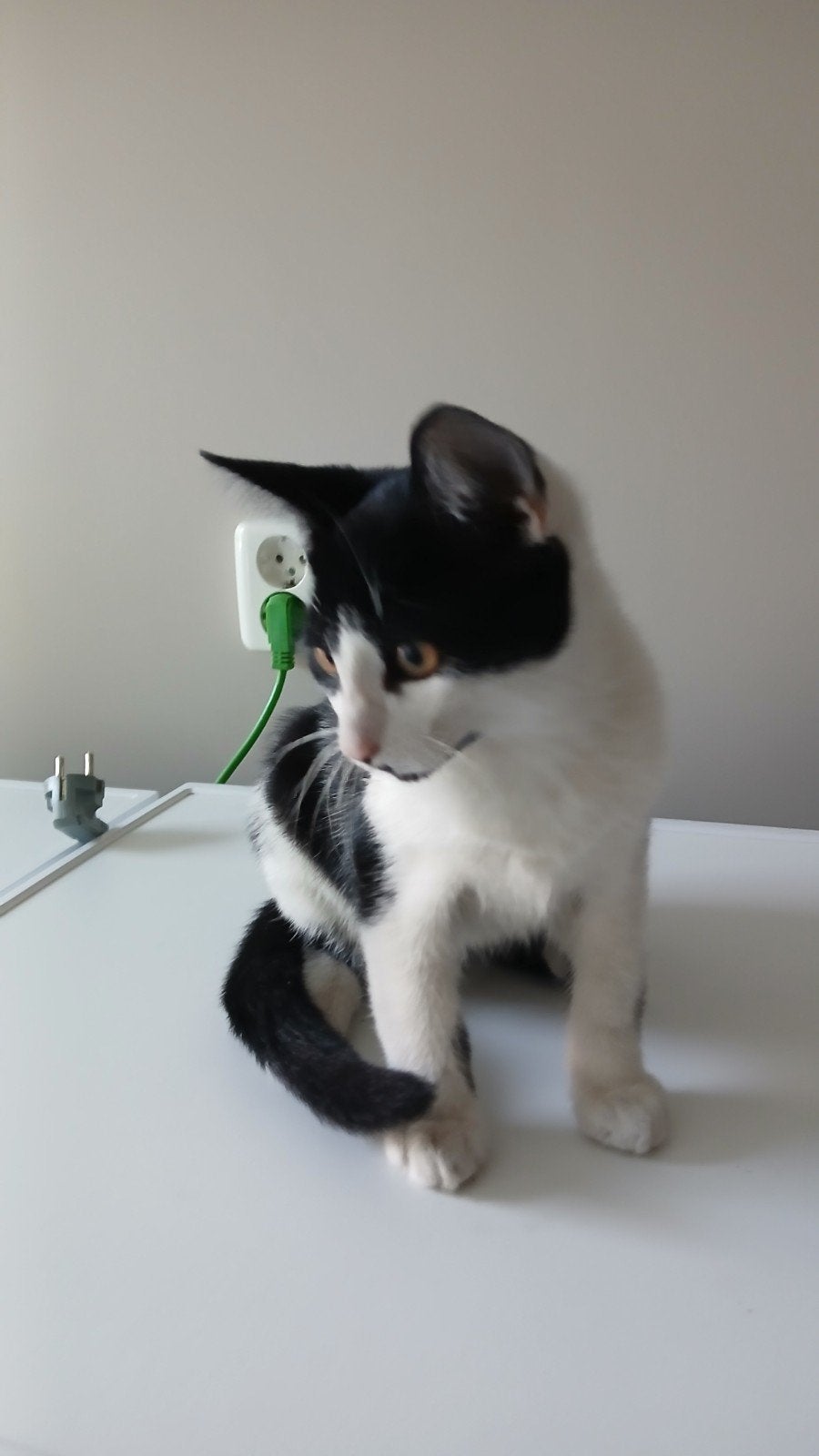 2 kittens GRATIS!, Dieren en Toebehoren, Kater, 0 tot 2 jaar