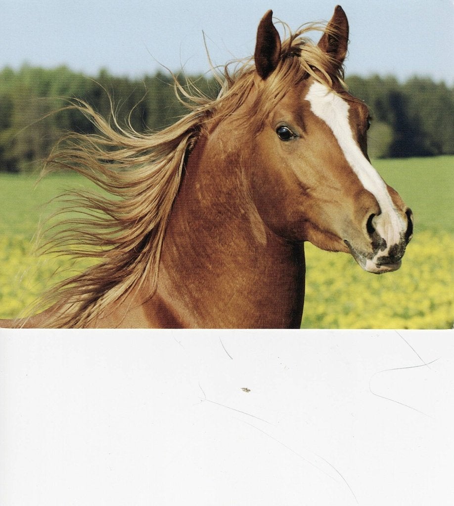Paard Arabier 272, Verzenden, 1980 tot heden, Ongelopen, Paard