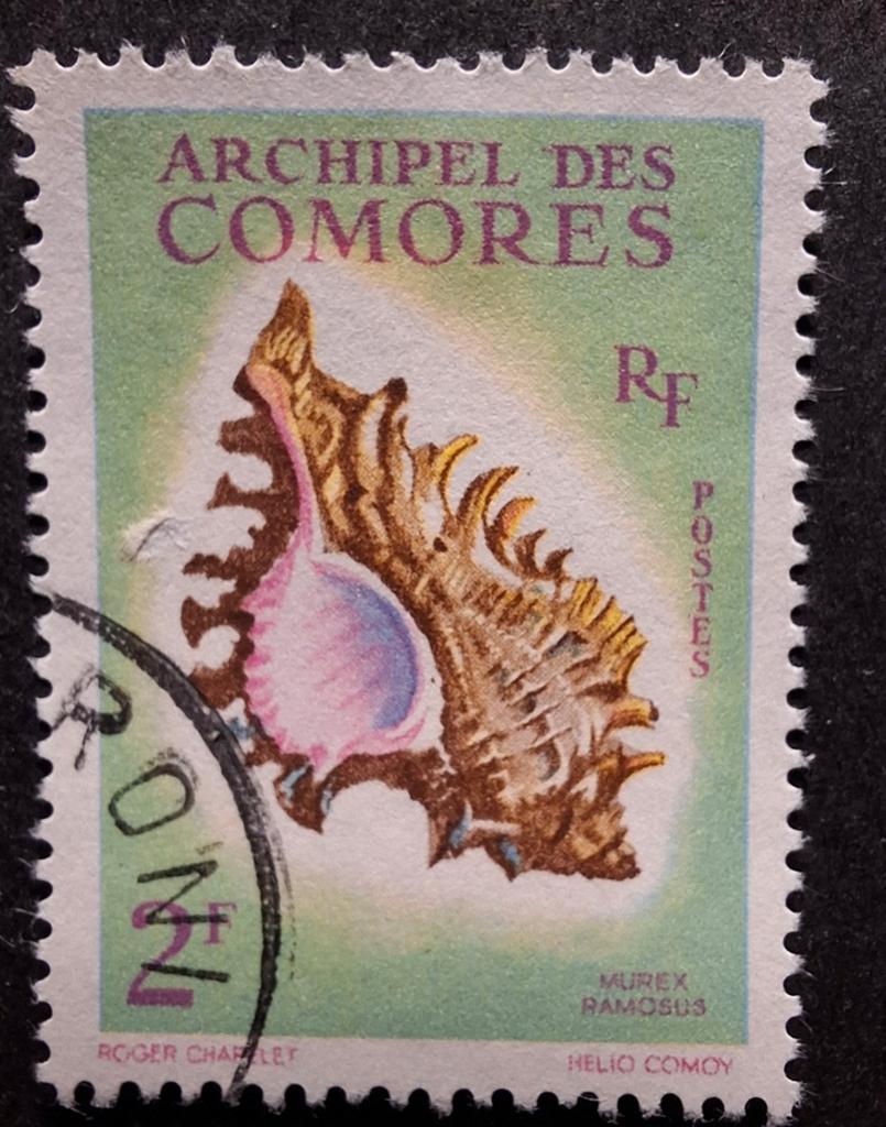 Comoren schelp, Ophalen of Verzenden