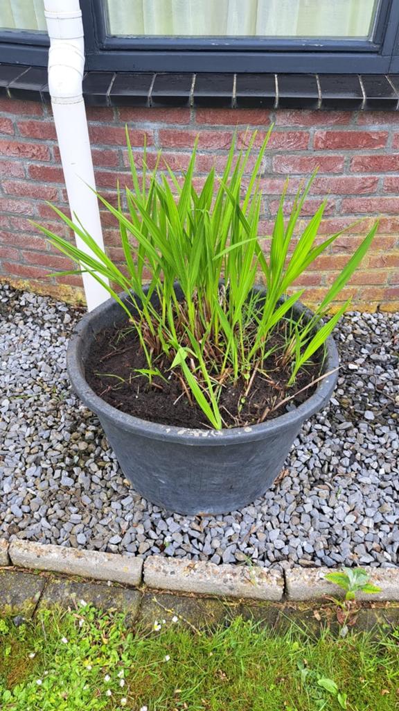 Luciferplant/ Montbretia, Ophalen, Overige soorten, Volle zon