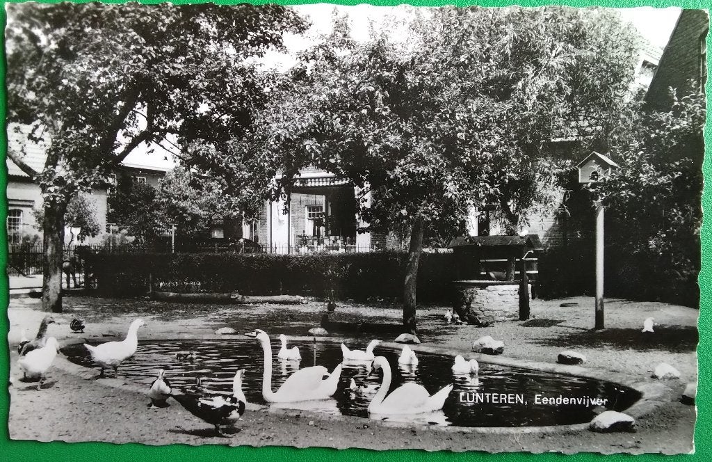 Lunteren, Eendenvijver. Zwaan. 1964. Klf, Verzenden, 1960 tot 1980, Gelopen, Gelderland